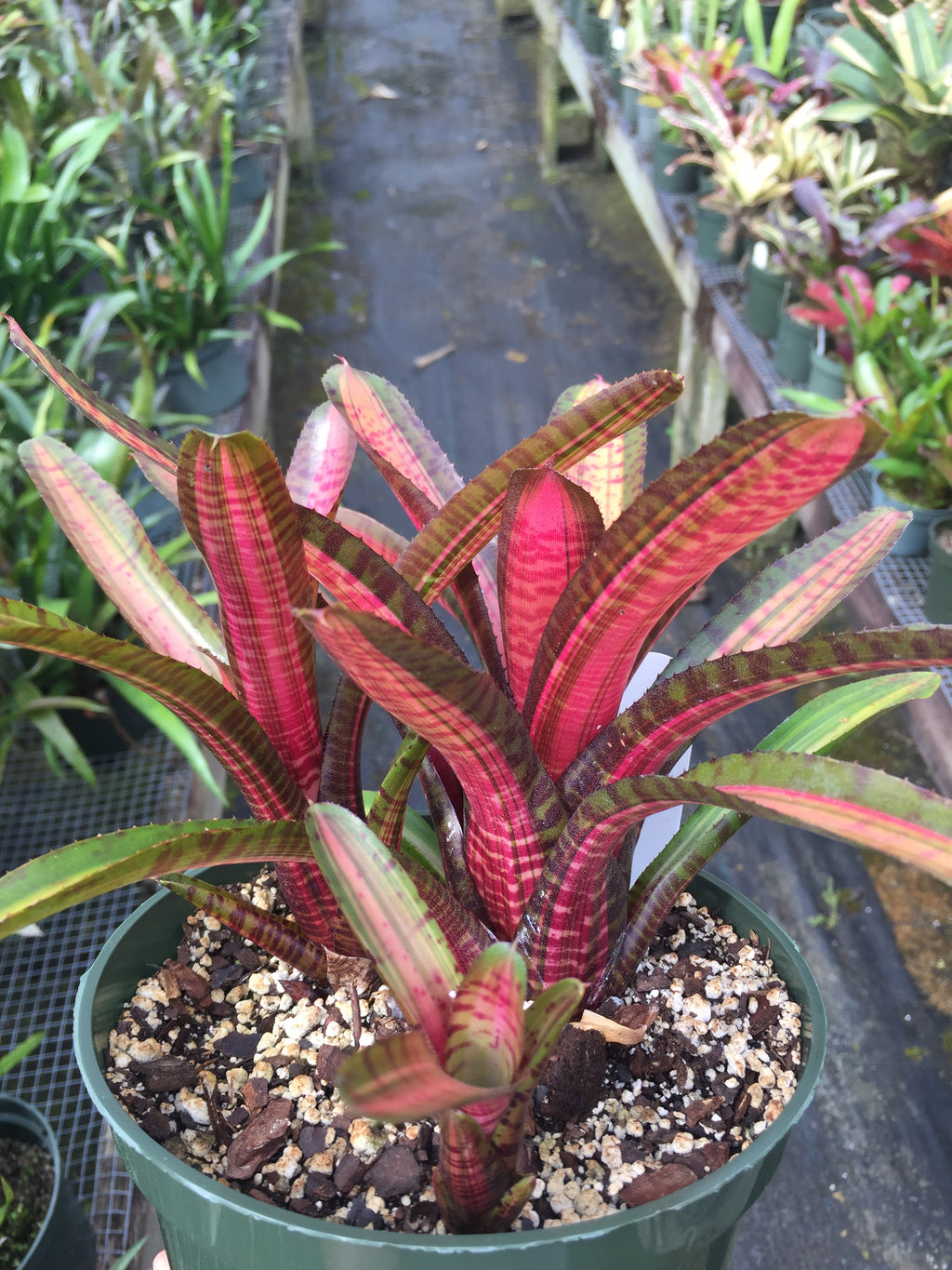 Neoregelia Code Red “Skotak”