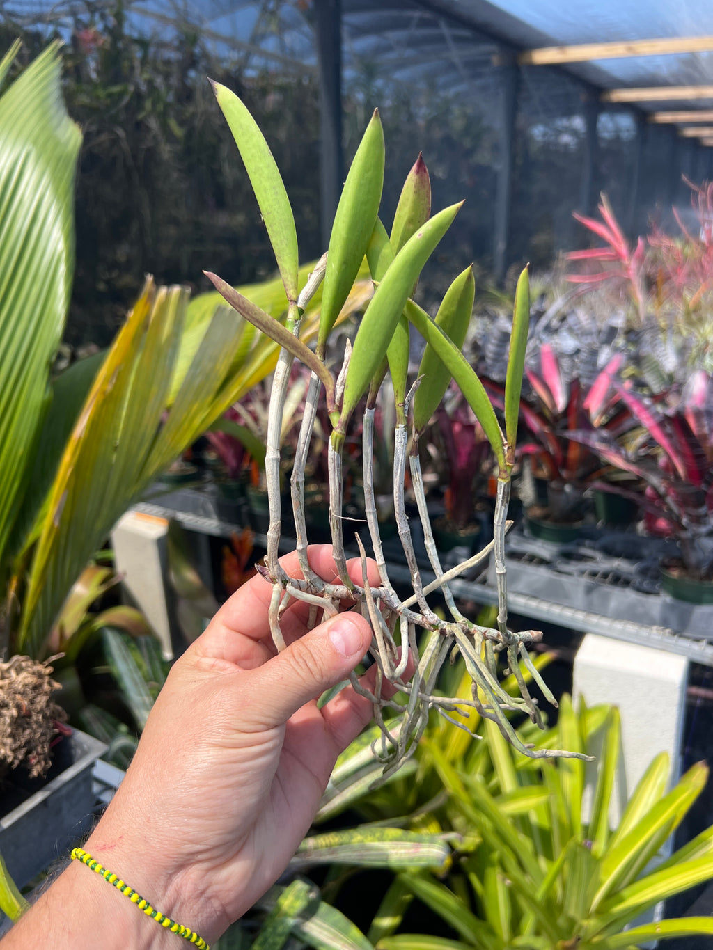 Bc. Hippodamia (Nodosa X Acalandiae)