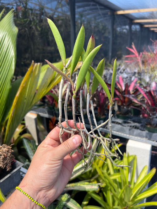 Bc. Hippodamia (Nodosa X Acalandiae)