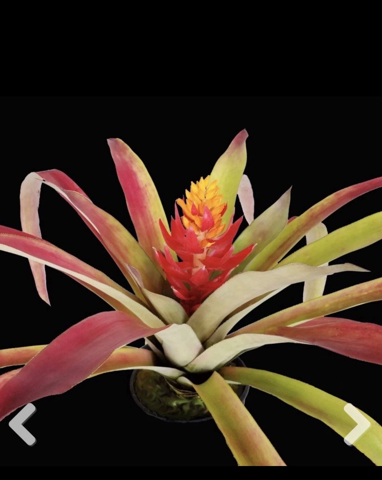 Aechmea Holmesii “RARE”