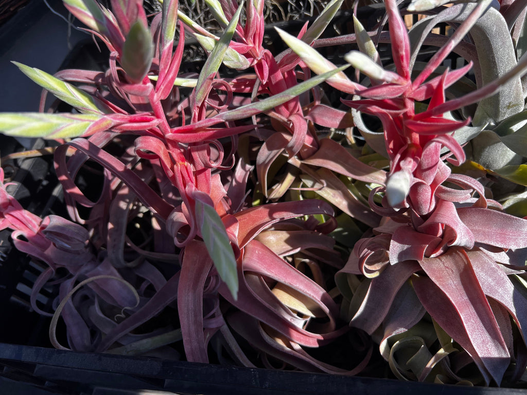 Tillandsia Red Robin