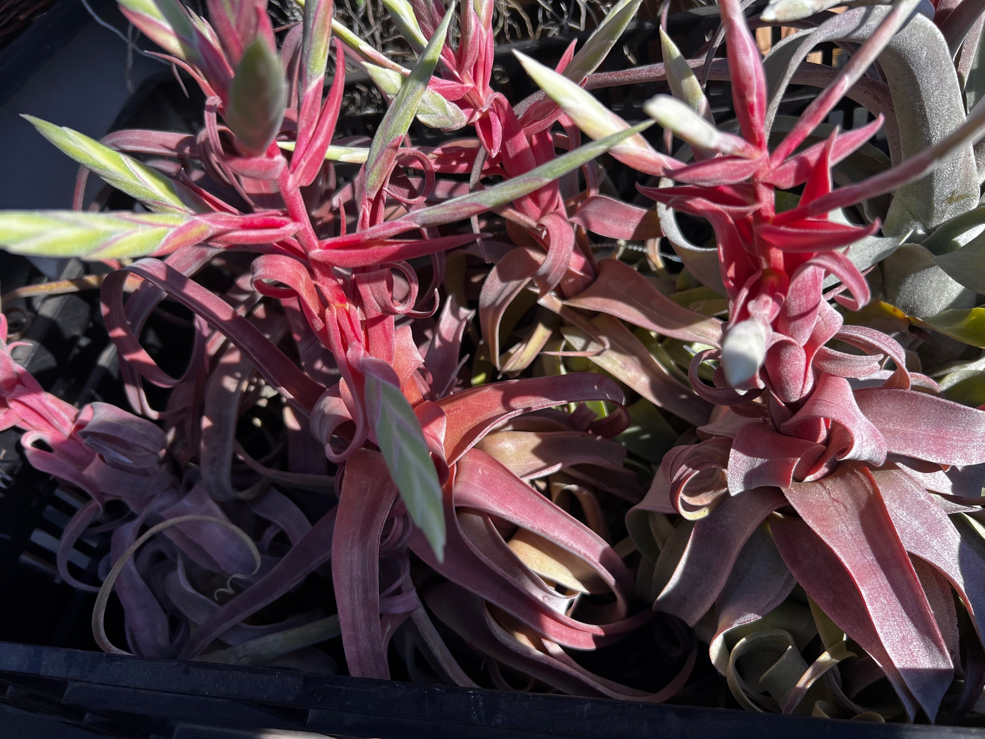 Tillandsia Red Robin
