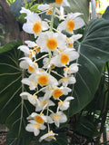 Dendrobium Farmeri