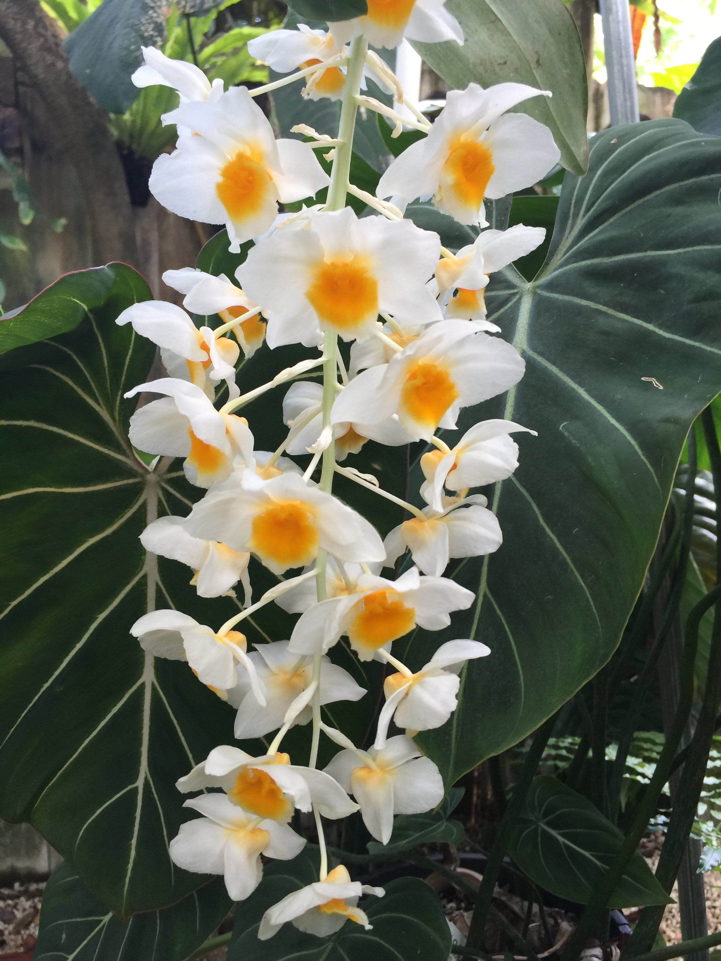 Dendrobium Farmeri