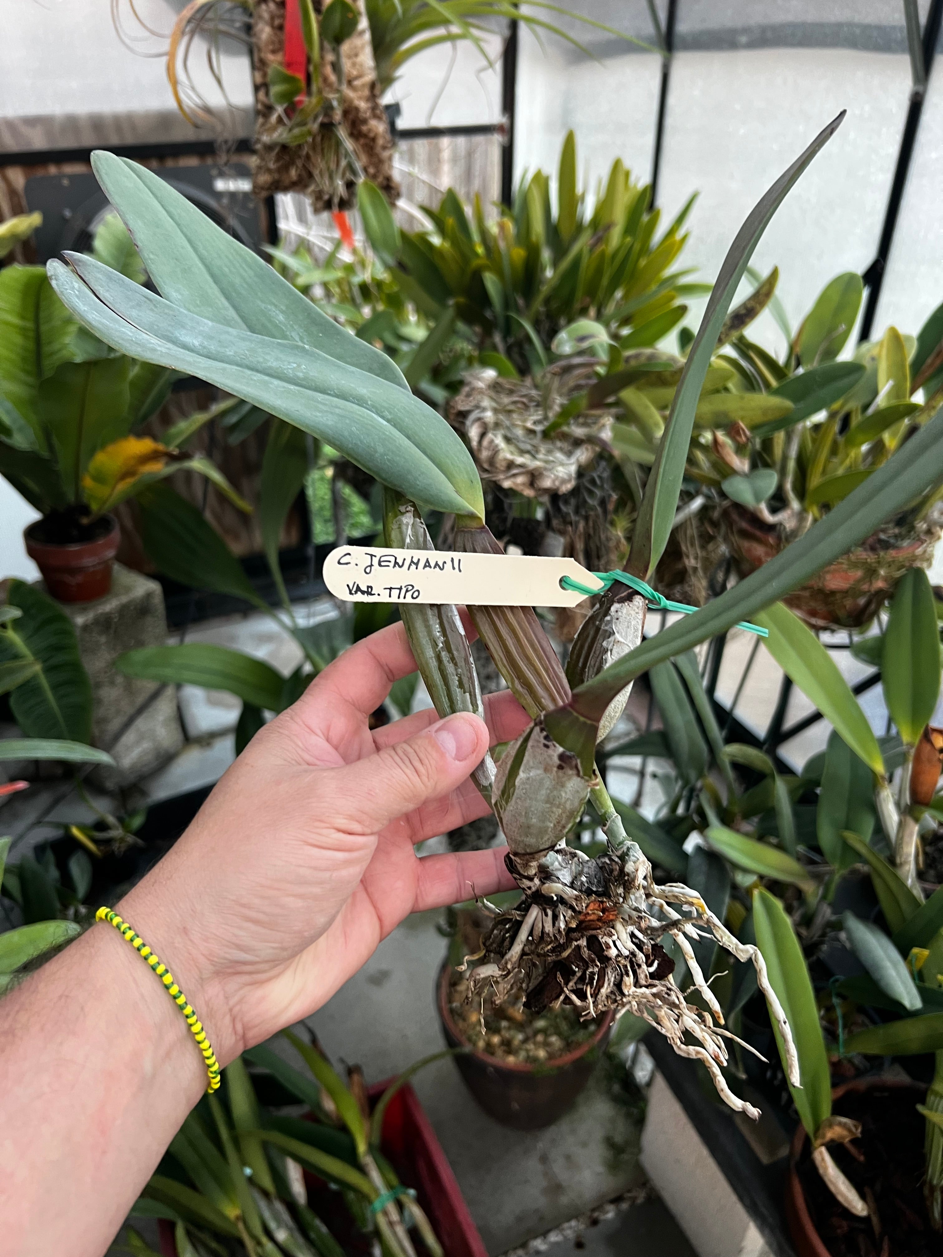 Cattleya Jenmanii Rubra
