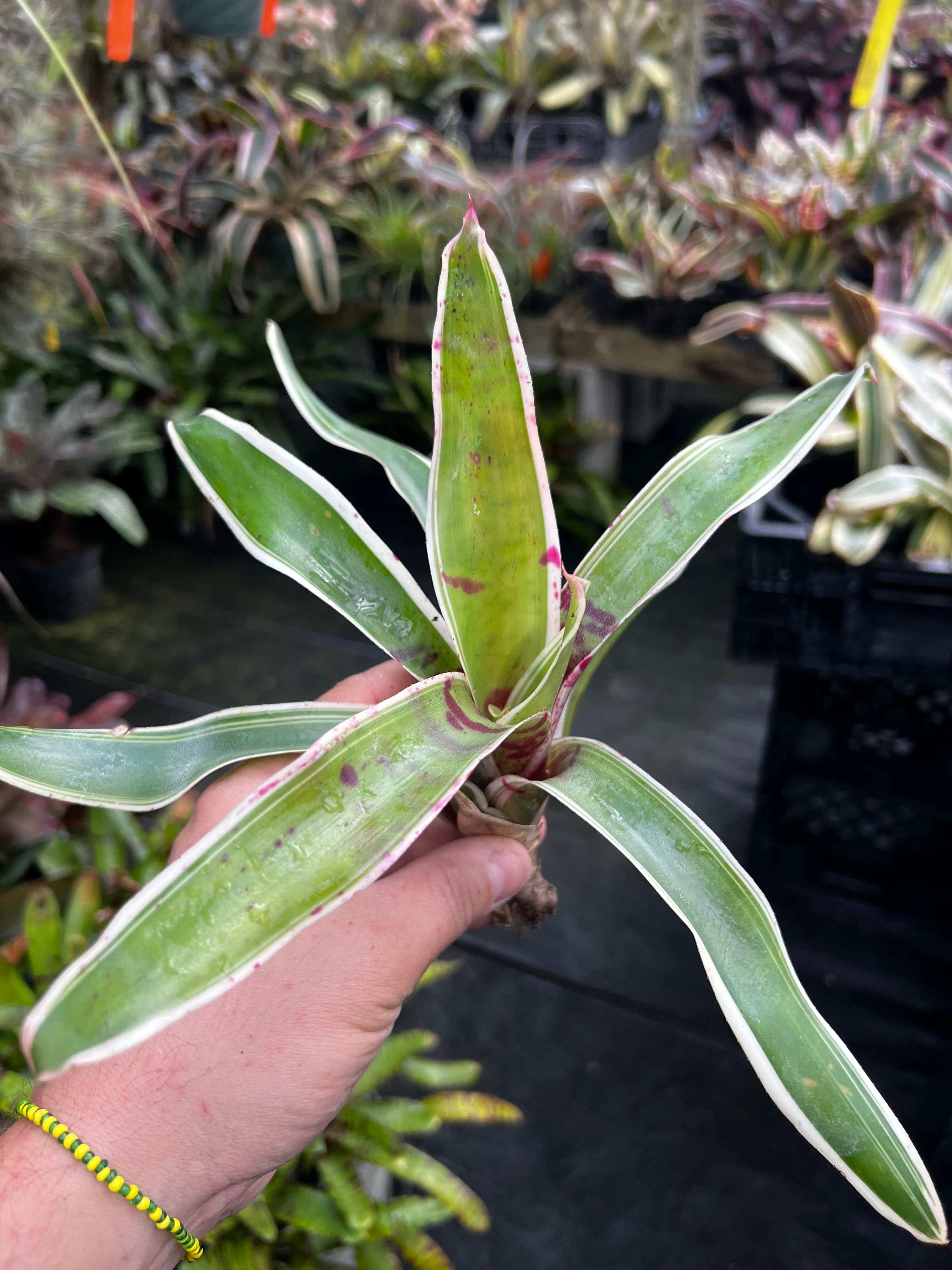 Neoregelia First Wave