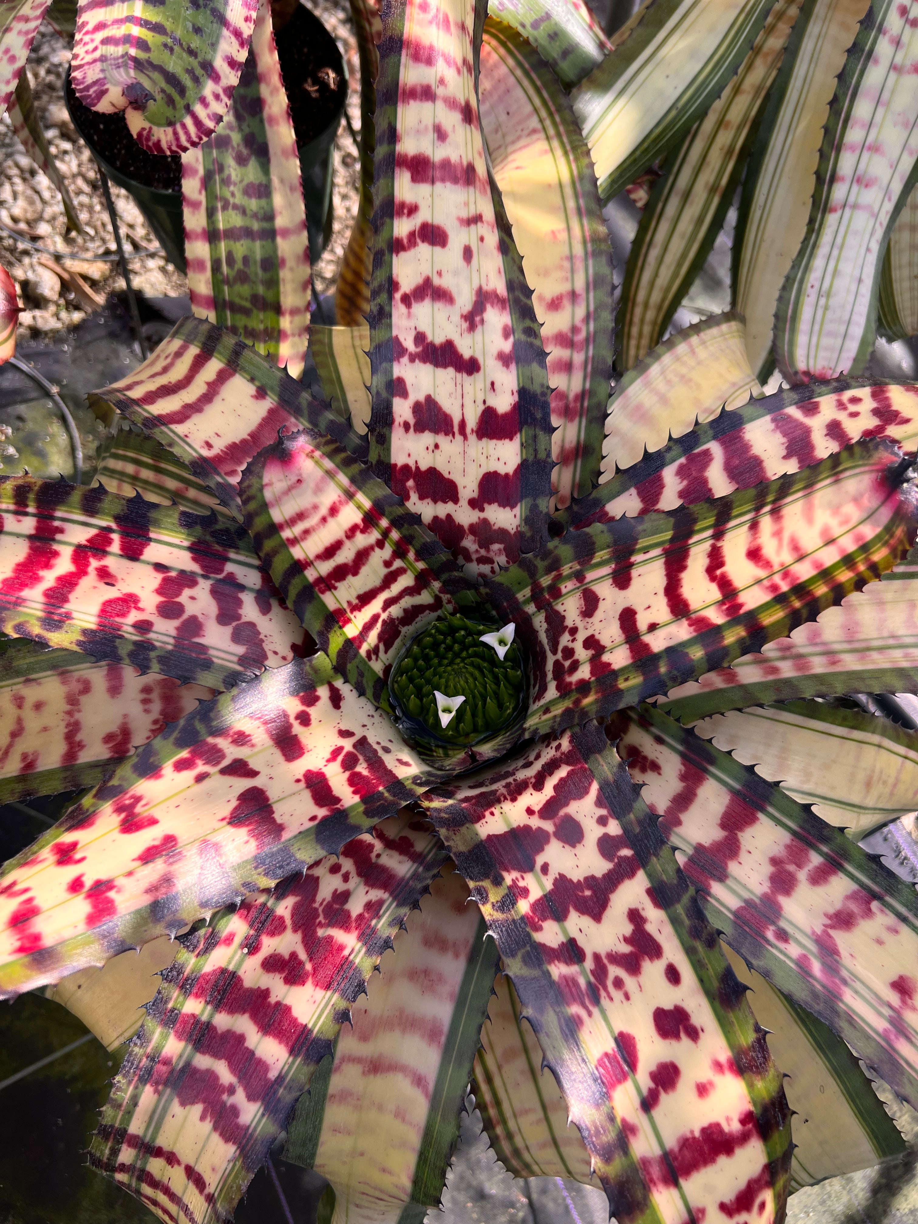Neoregelia Audacious “Skotak”