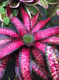 Neoregelia Magnablaze "Skotak"