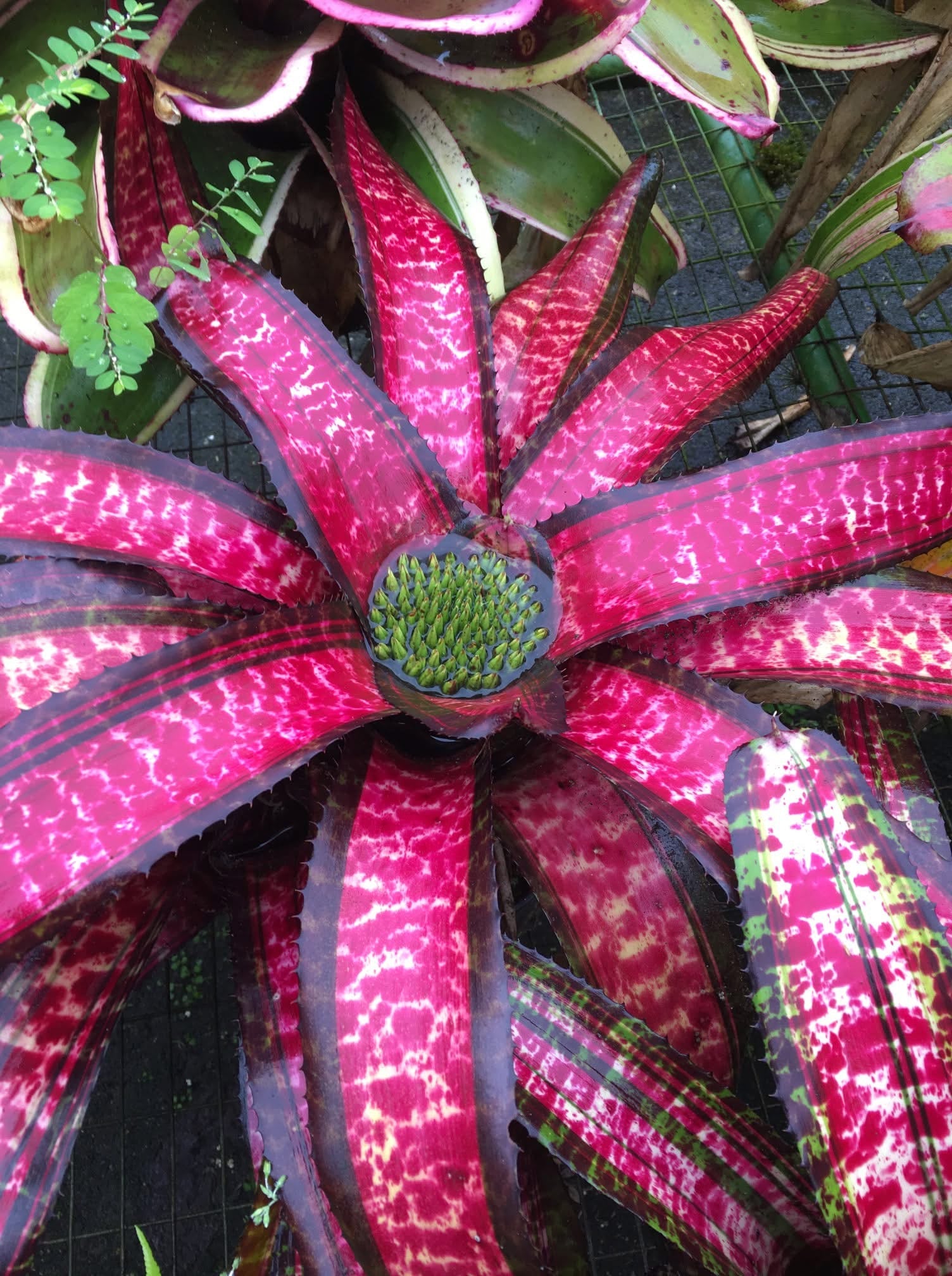 Neoregelia Magnablaze "Skotak"