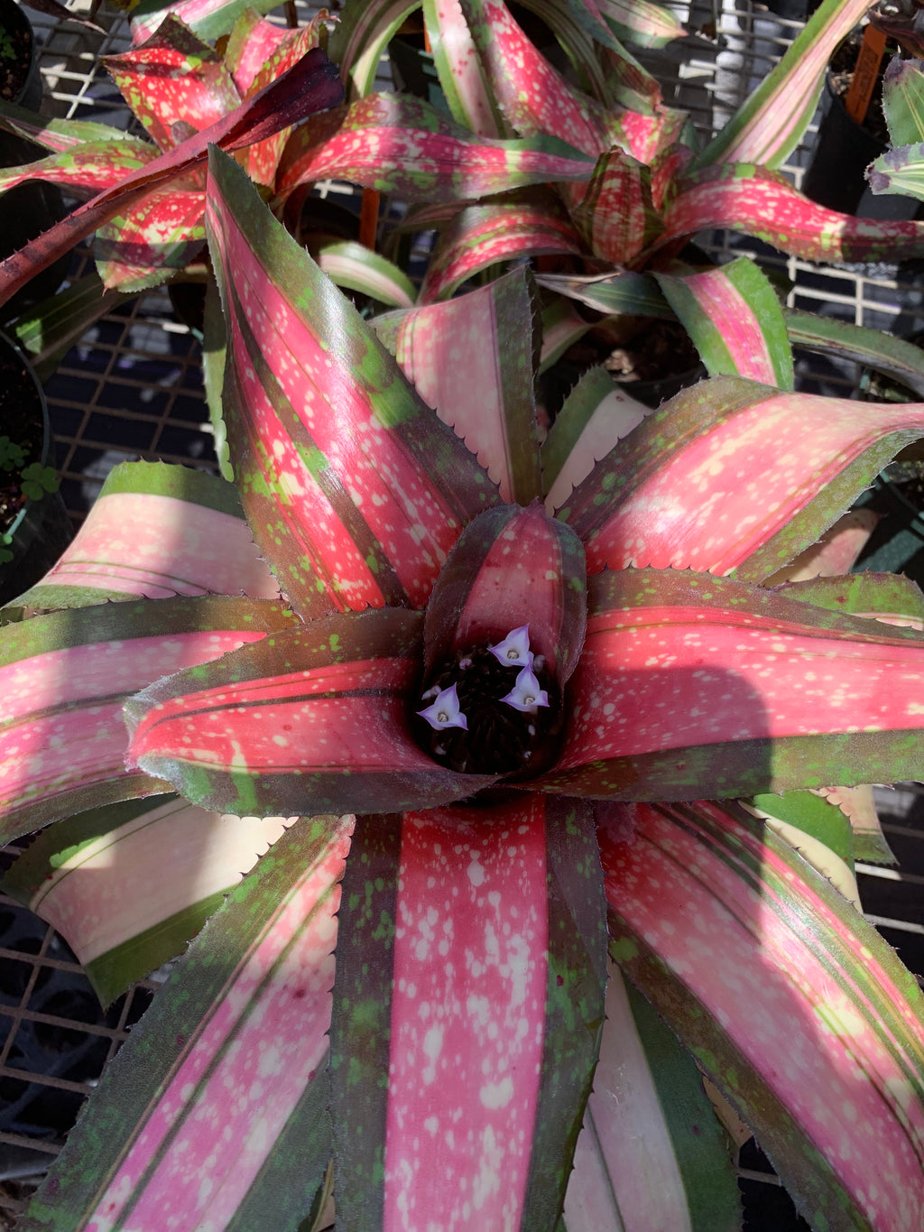 Neoregelia Speed Demon "Skotak"