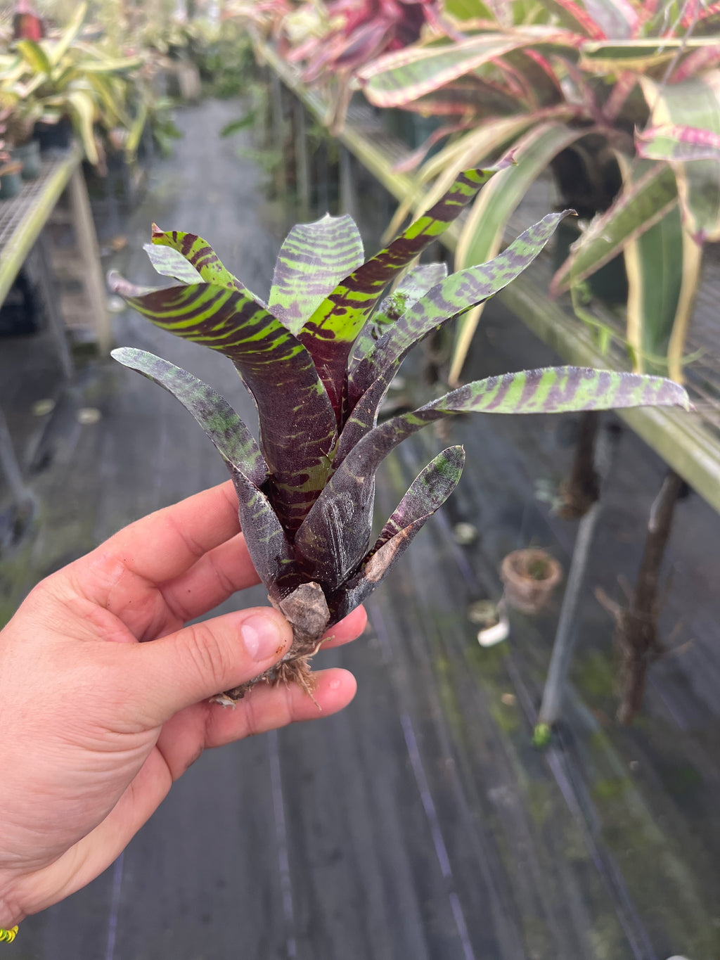 Neoregelia Savoy Truffle