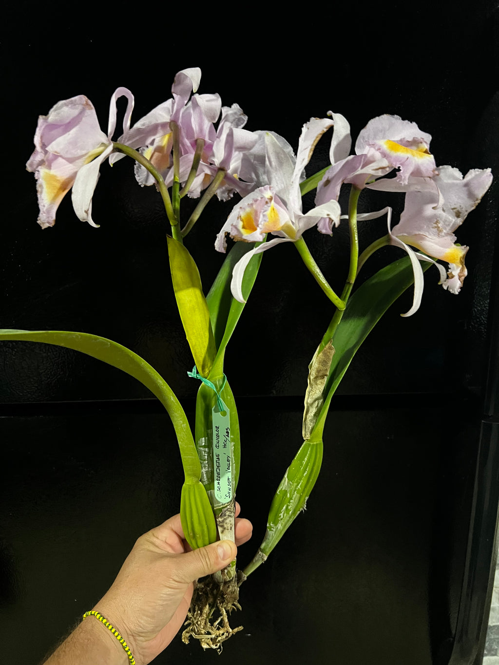 Cattleya Schroederae “Sunset Valley II”