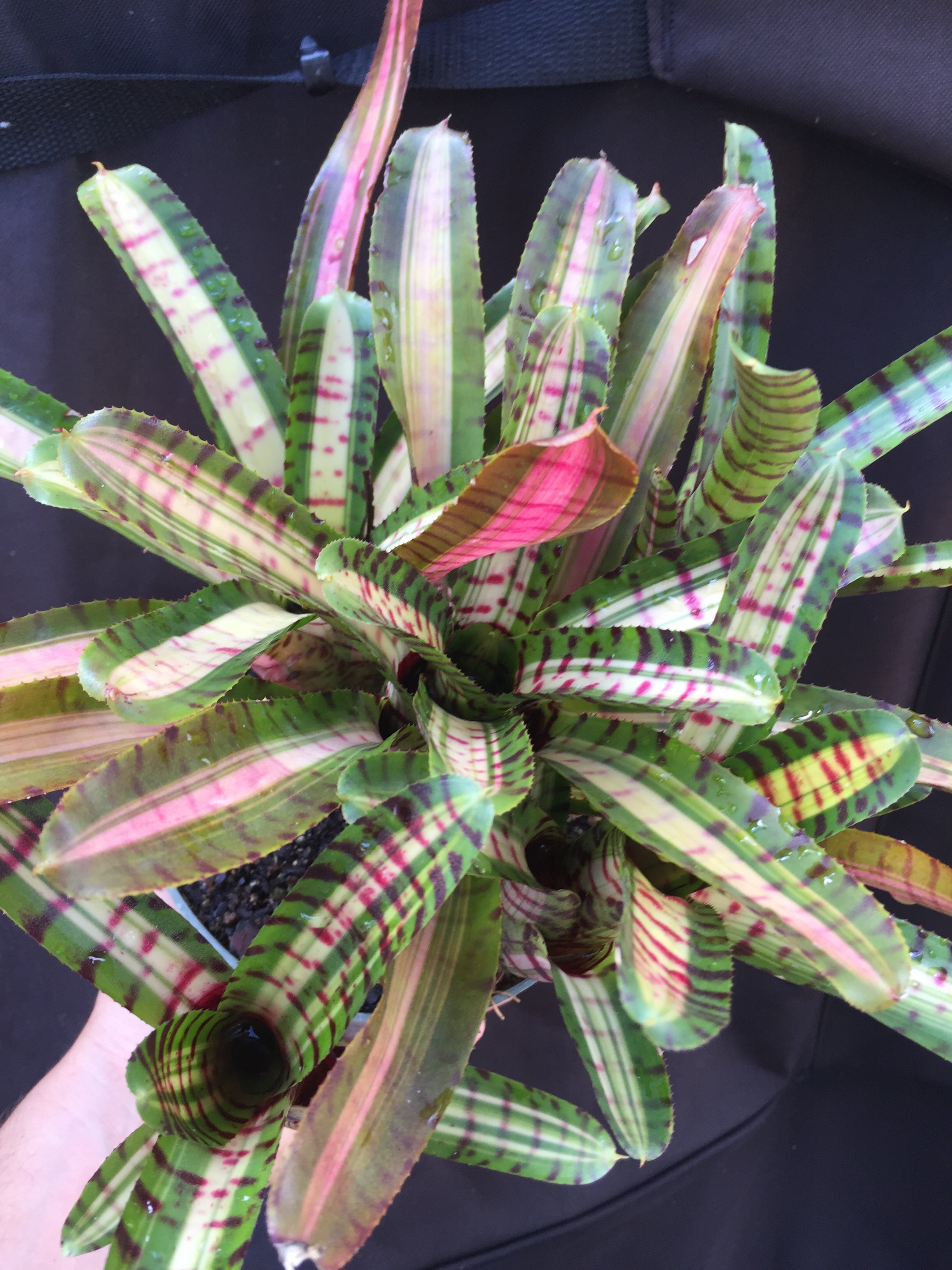 Neoregelia Palmares “Skotak”