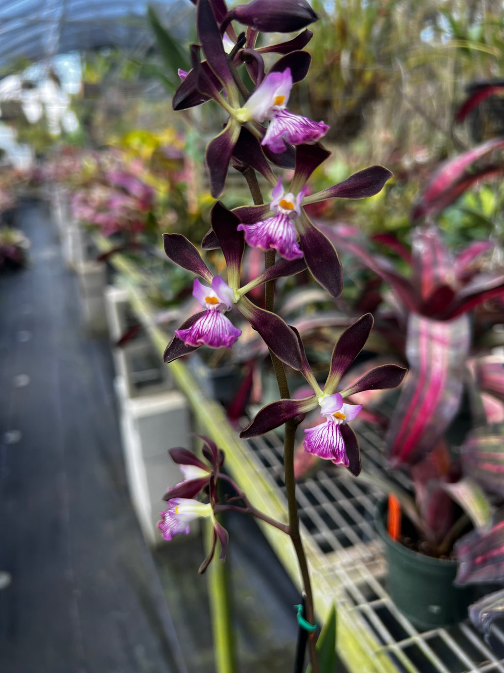 Encyclia Orchid Jungle