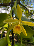 Vanilla Pompona