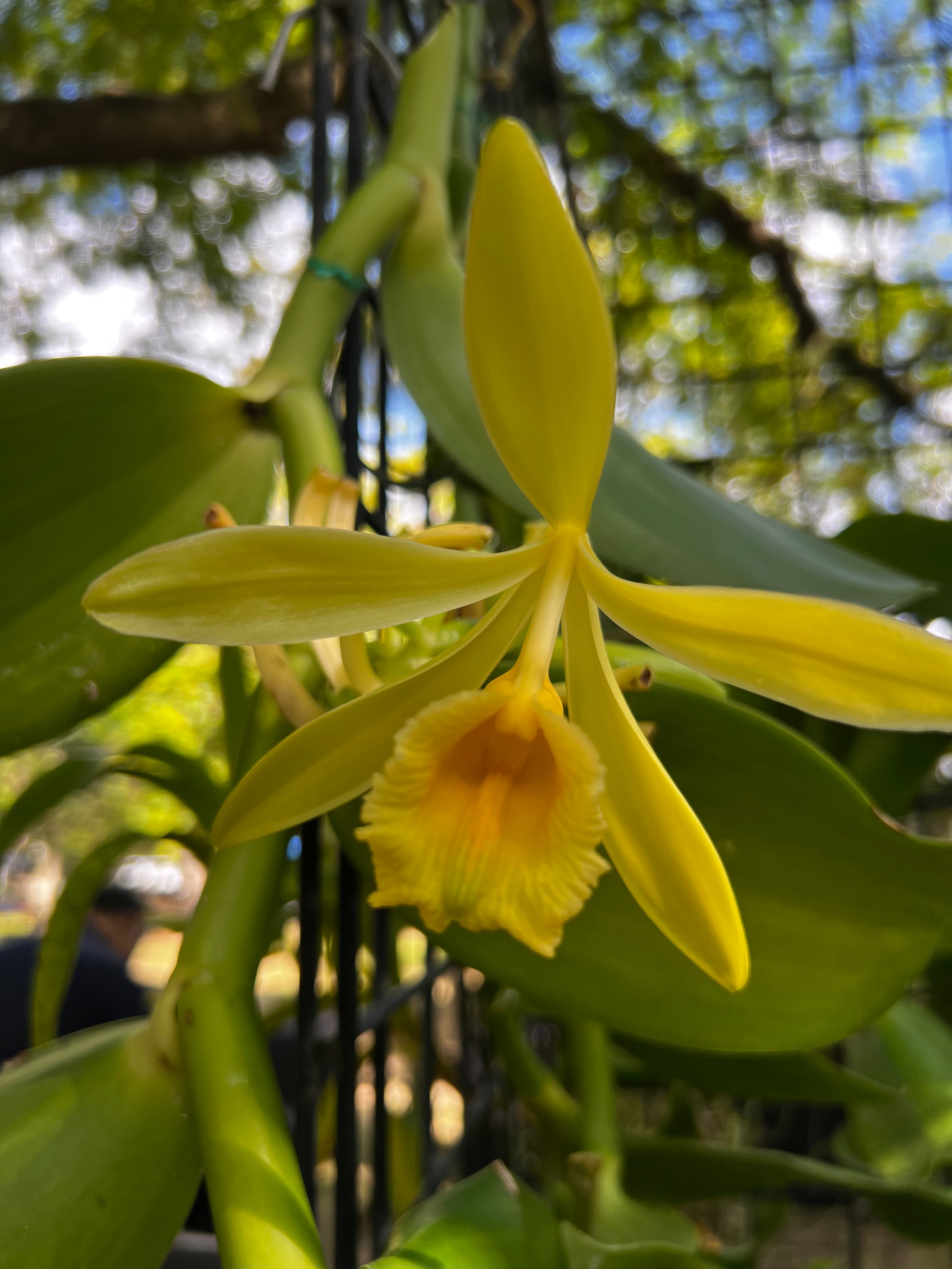 Vanilla Pompona