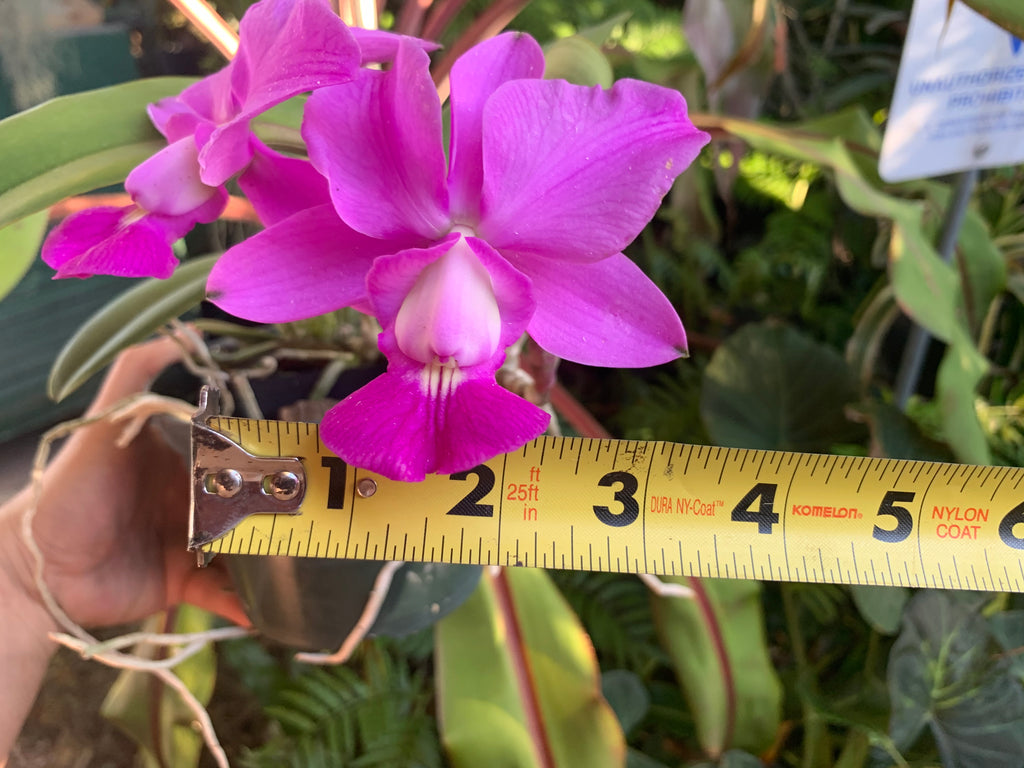 Cattleya Walkeriana “Mirtha Isabel”