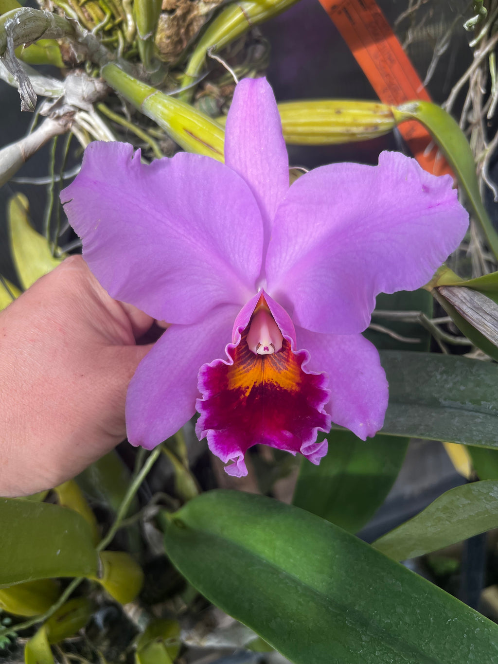 Cattleya Percivaliana “Le Viel Meil” EXTREMELY RARE !!