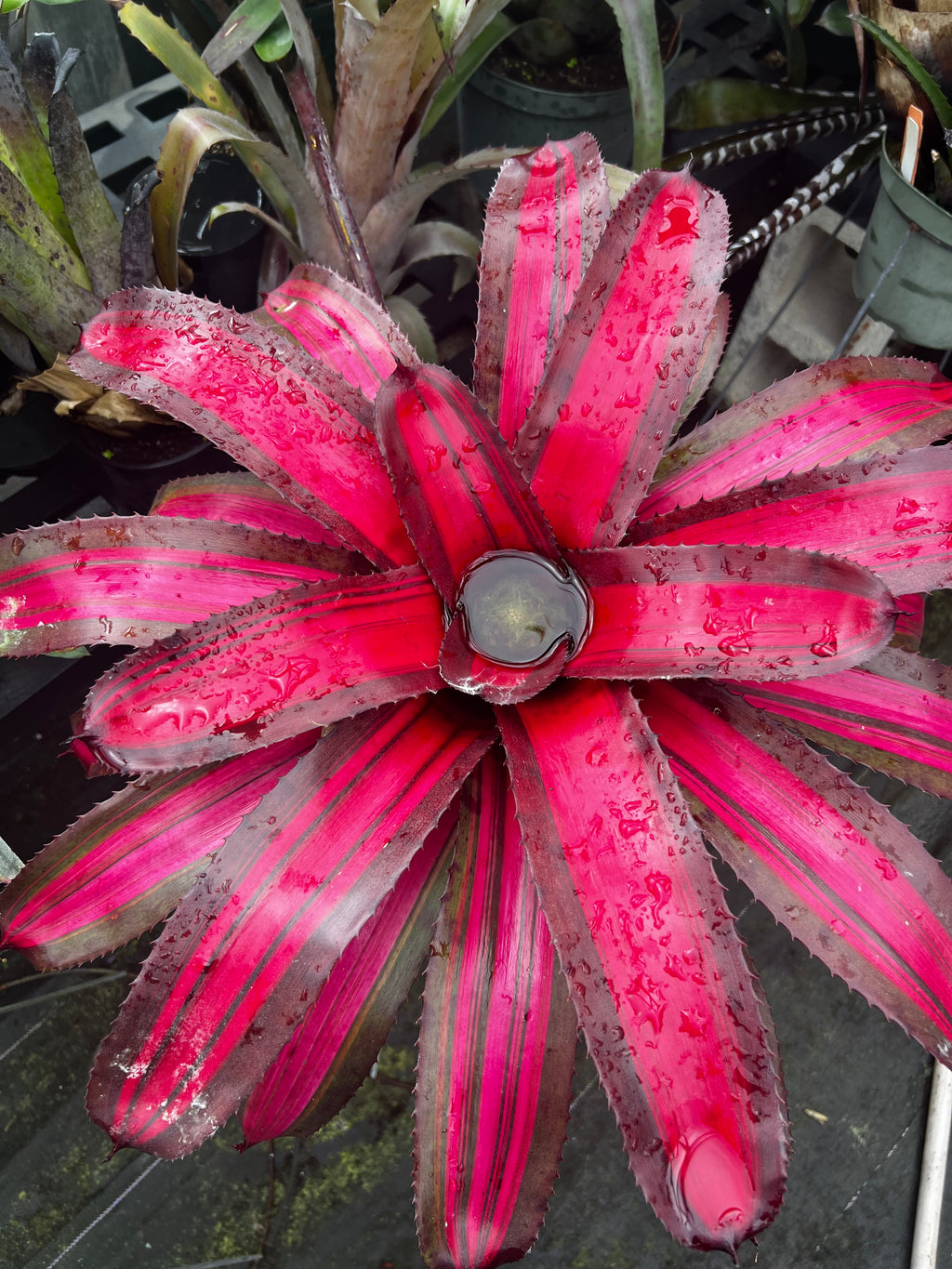 Neoregelia Pyromania "Skotak"