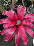 Neoregelia Pyromania "Skotak"