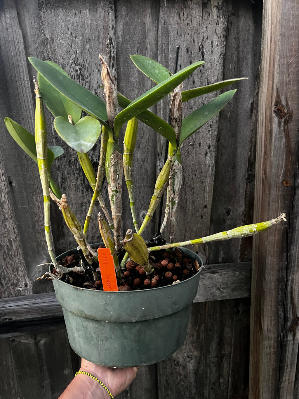Cattleya Skinneri (HUGE SPECIMEN)