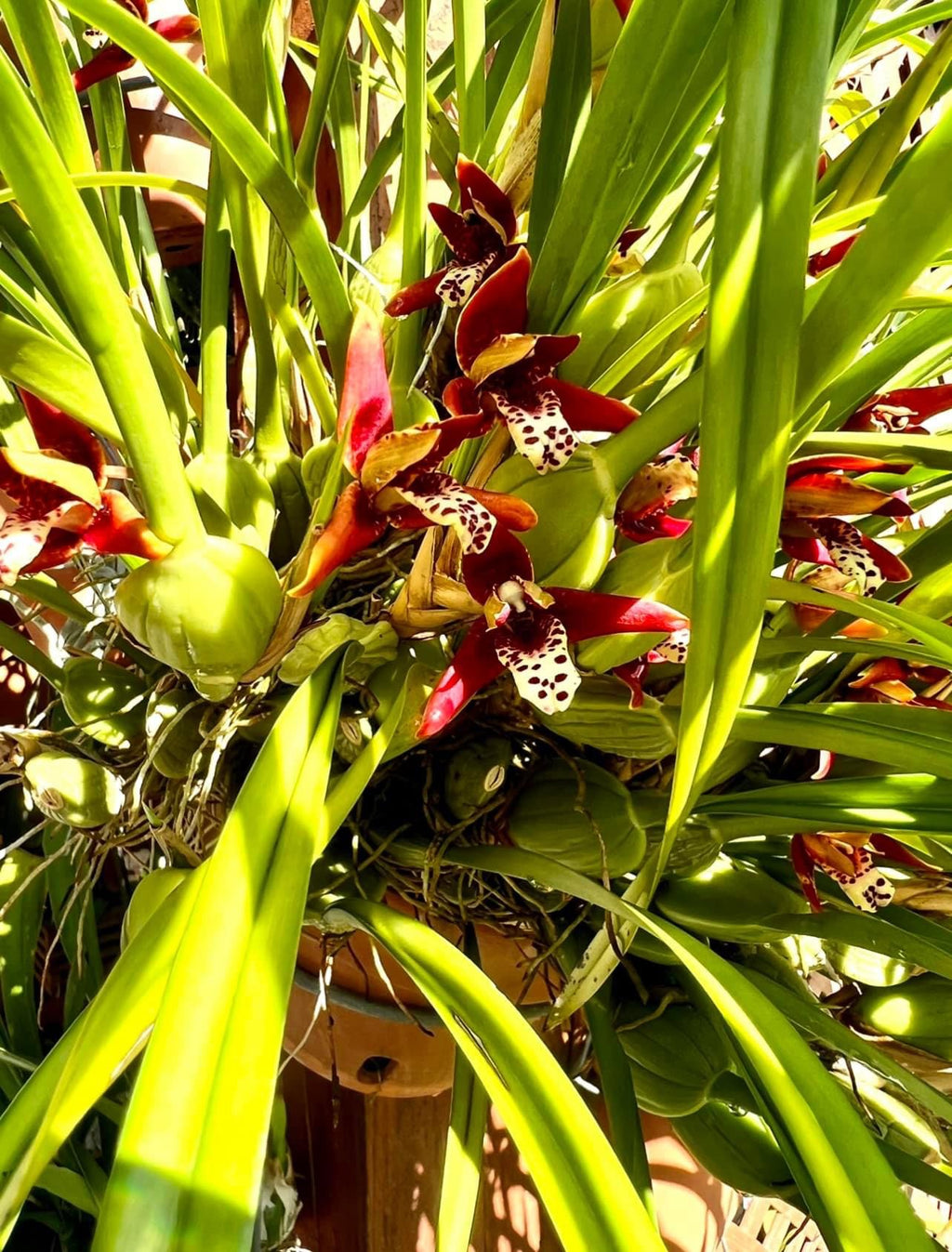 Maximalaria Tunifolia