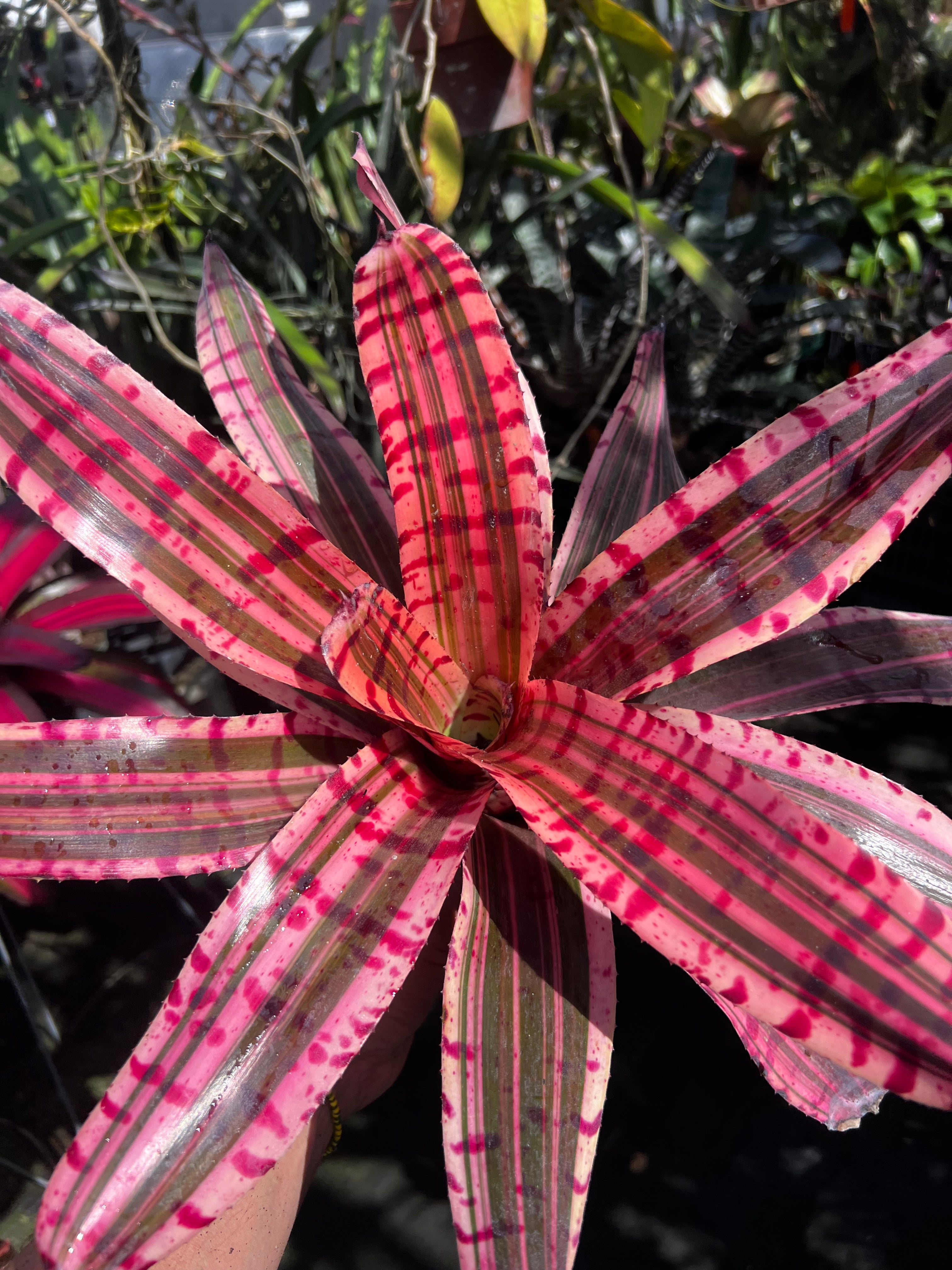 Neoregelia Electrified "Skotak"