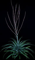 Tillandsia Subteres
