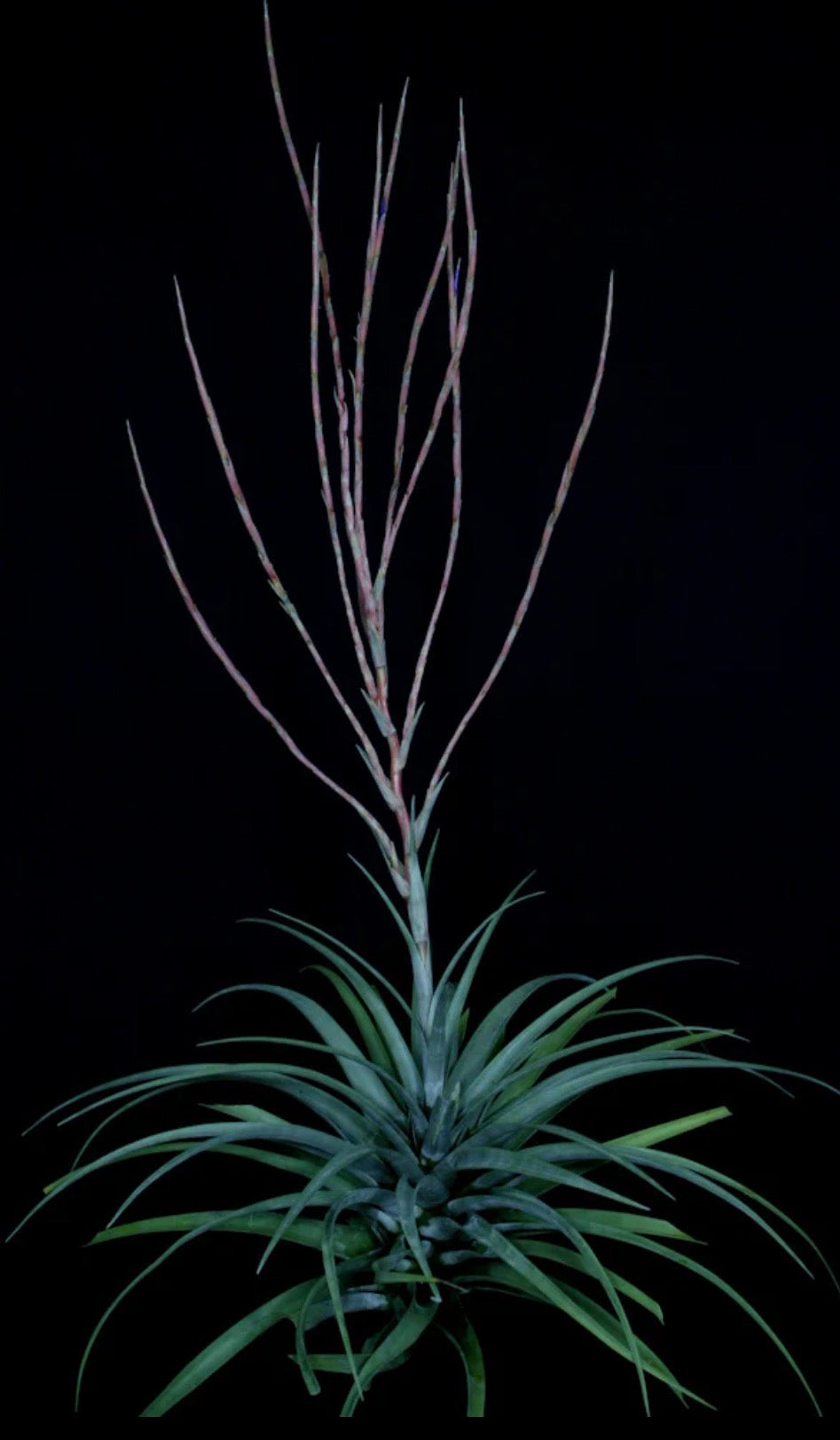 Tillandsia Subteres