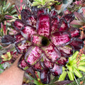 Neoregelia Alice Restaurant