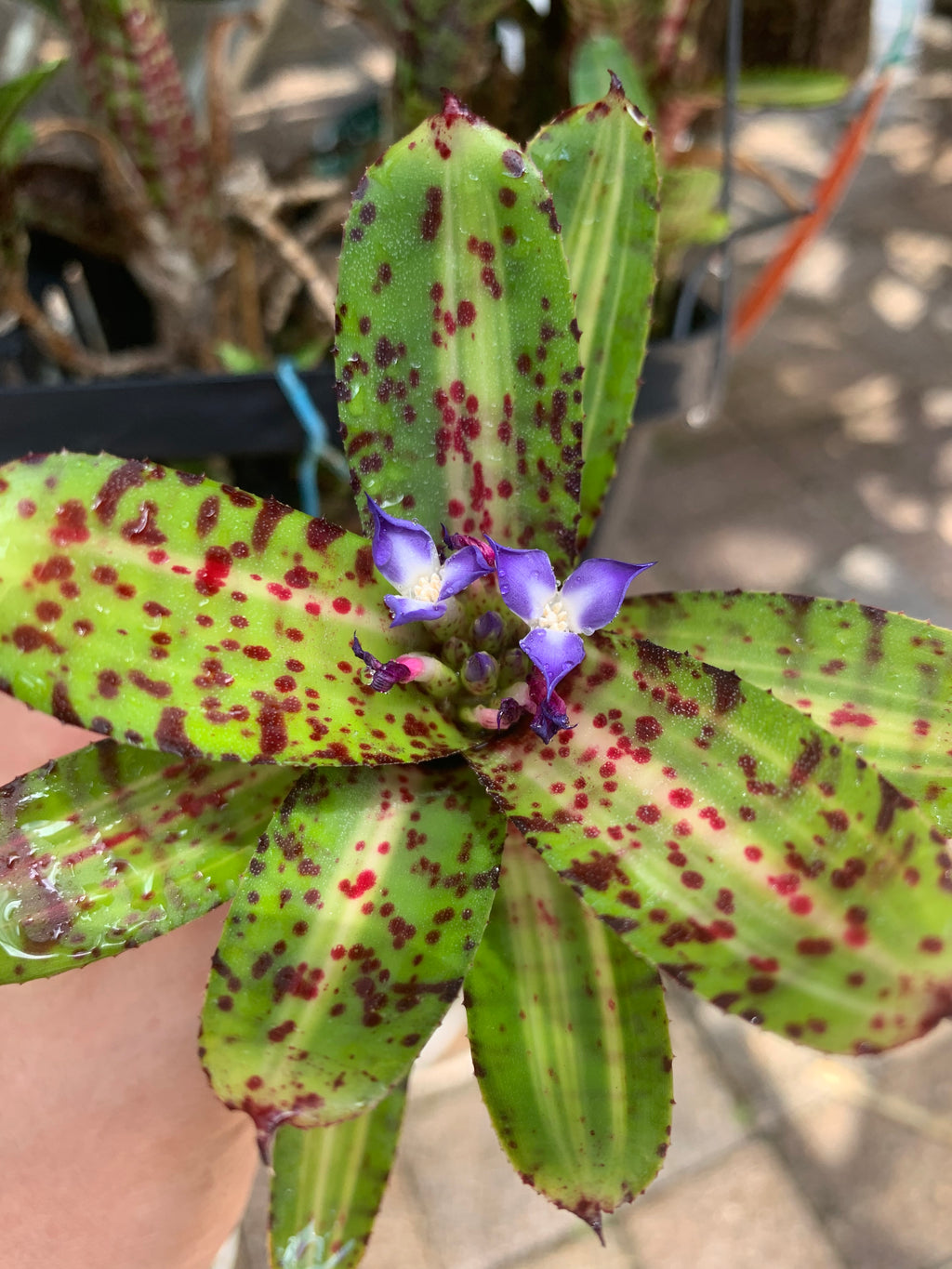 Neoregelia Gremlin “Skotak”