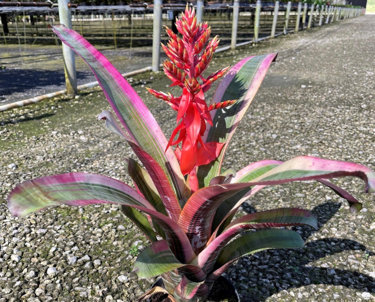 Aechmea Miami Fire