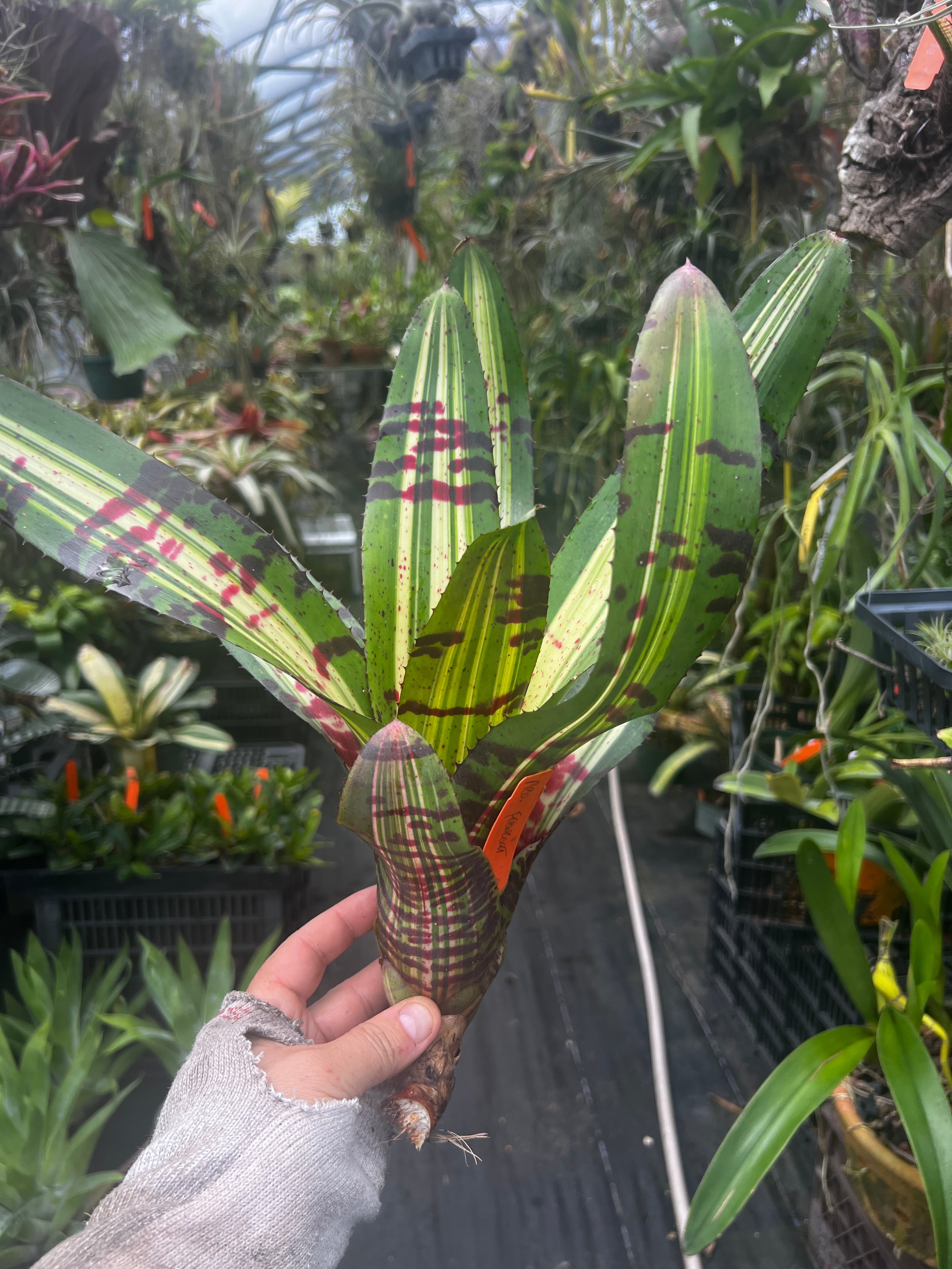 Neoregelia Freakout “Skotak” VERY RARE !!