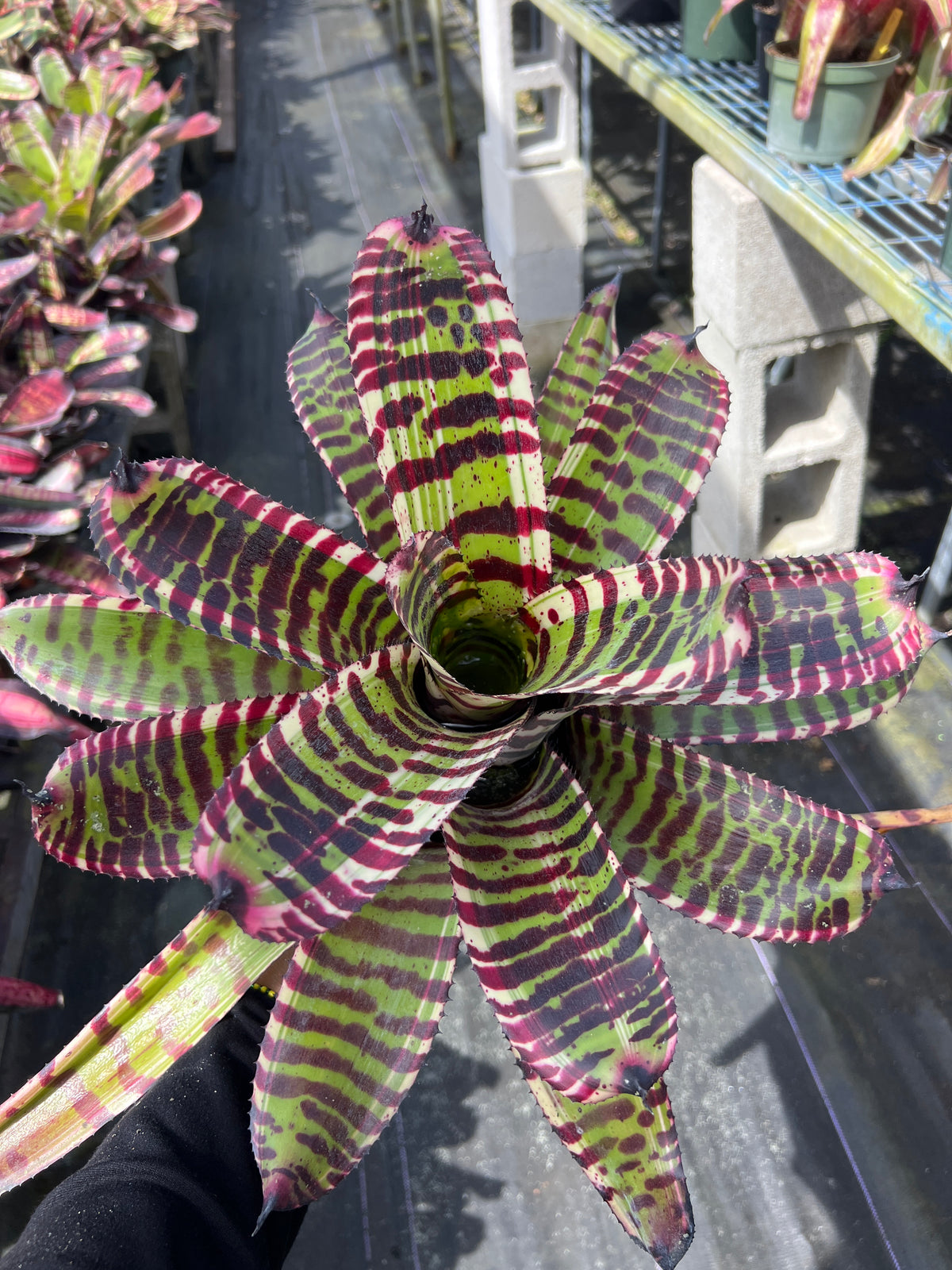 Neoregelia Timeless Beauty – Bello Tropicals Nursery