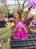 Cattleya Schilleriana "Canaima"