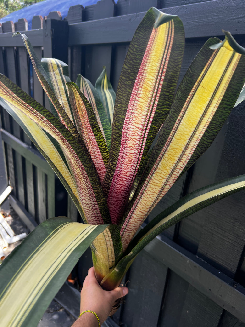 Vriesea Cosmic Cory