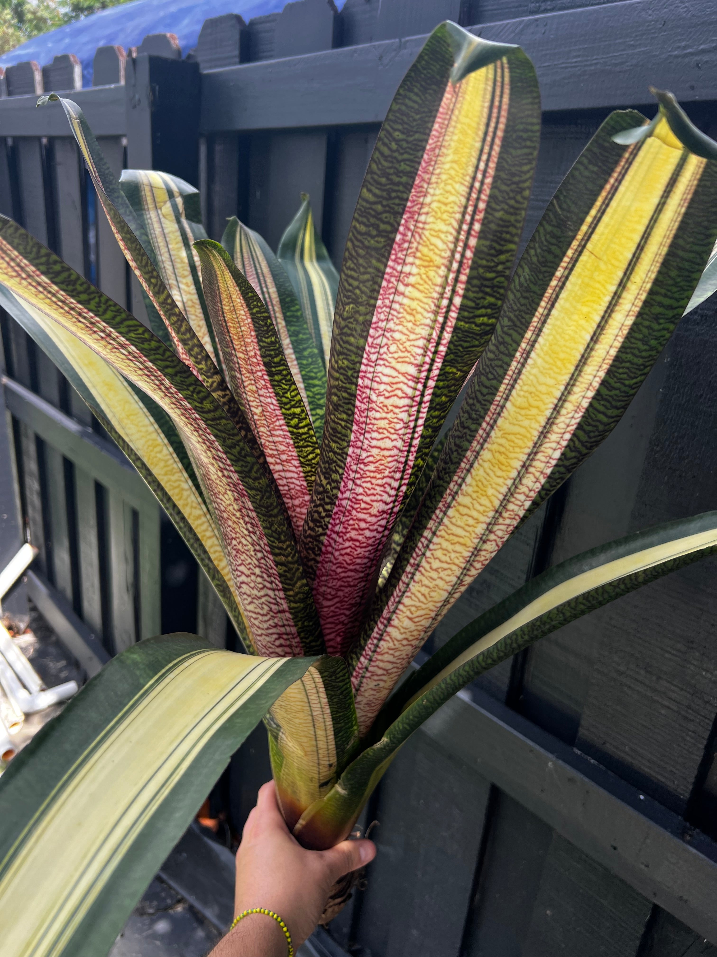 Vriesea Cosmic Cory