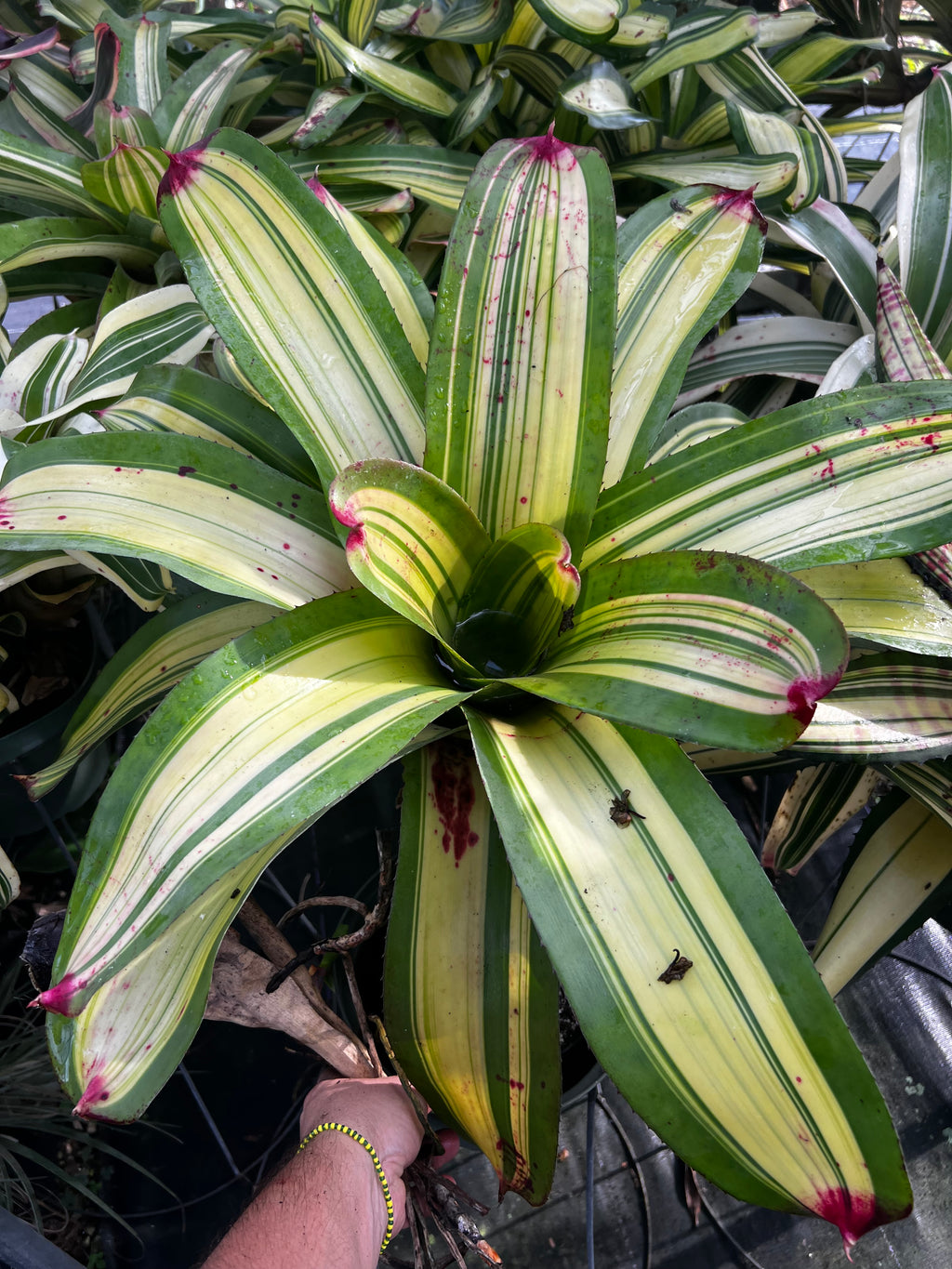 Neoregelia Bad Boy Brian