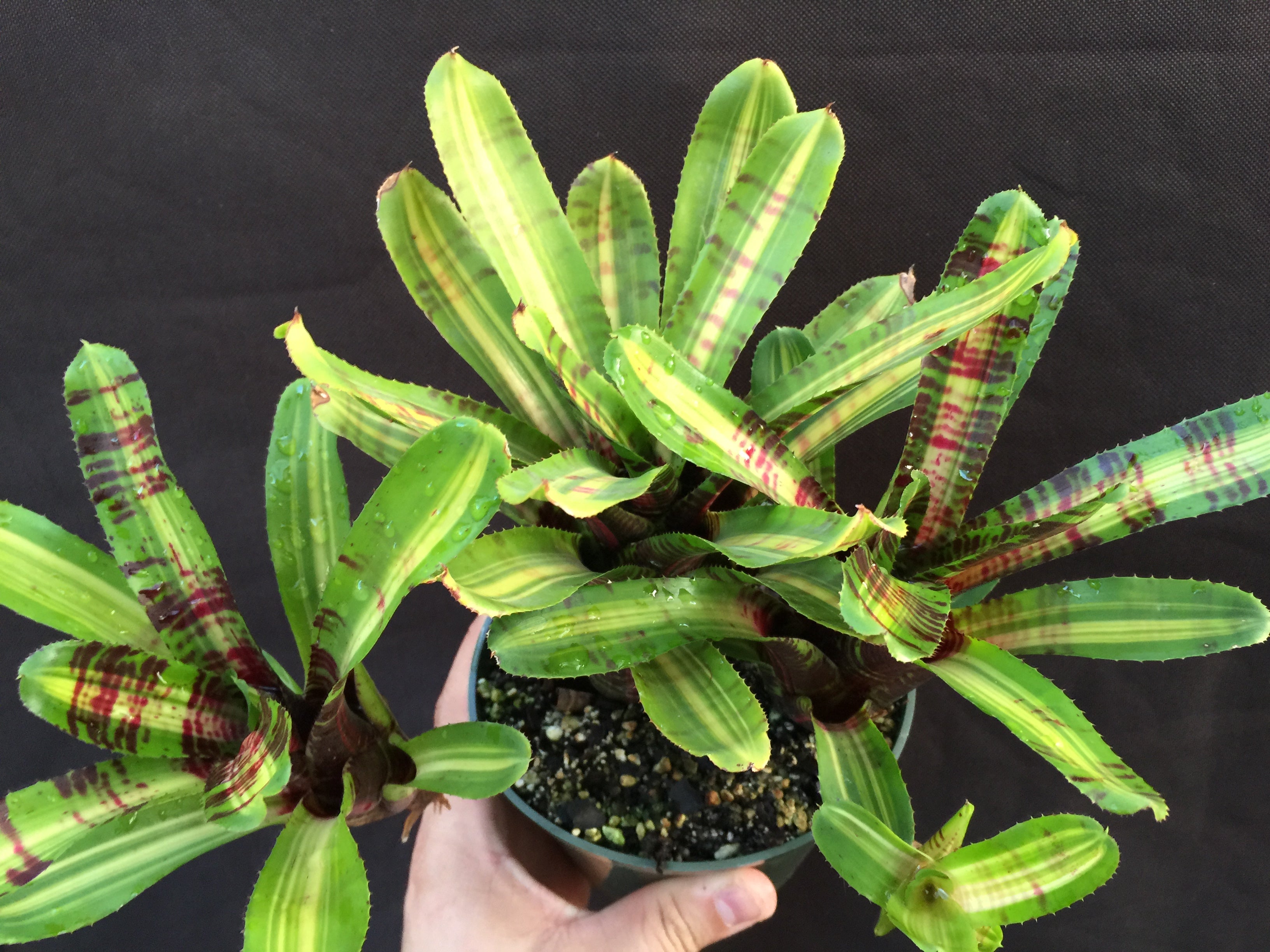 Neoregelia. Lime Fire "Skotak"