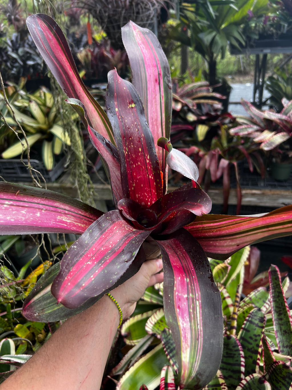 Neoregelia Extravagant