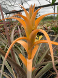 Tillandsia Capitata Gator
