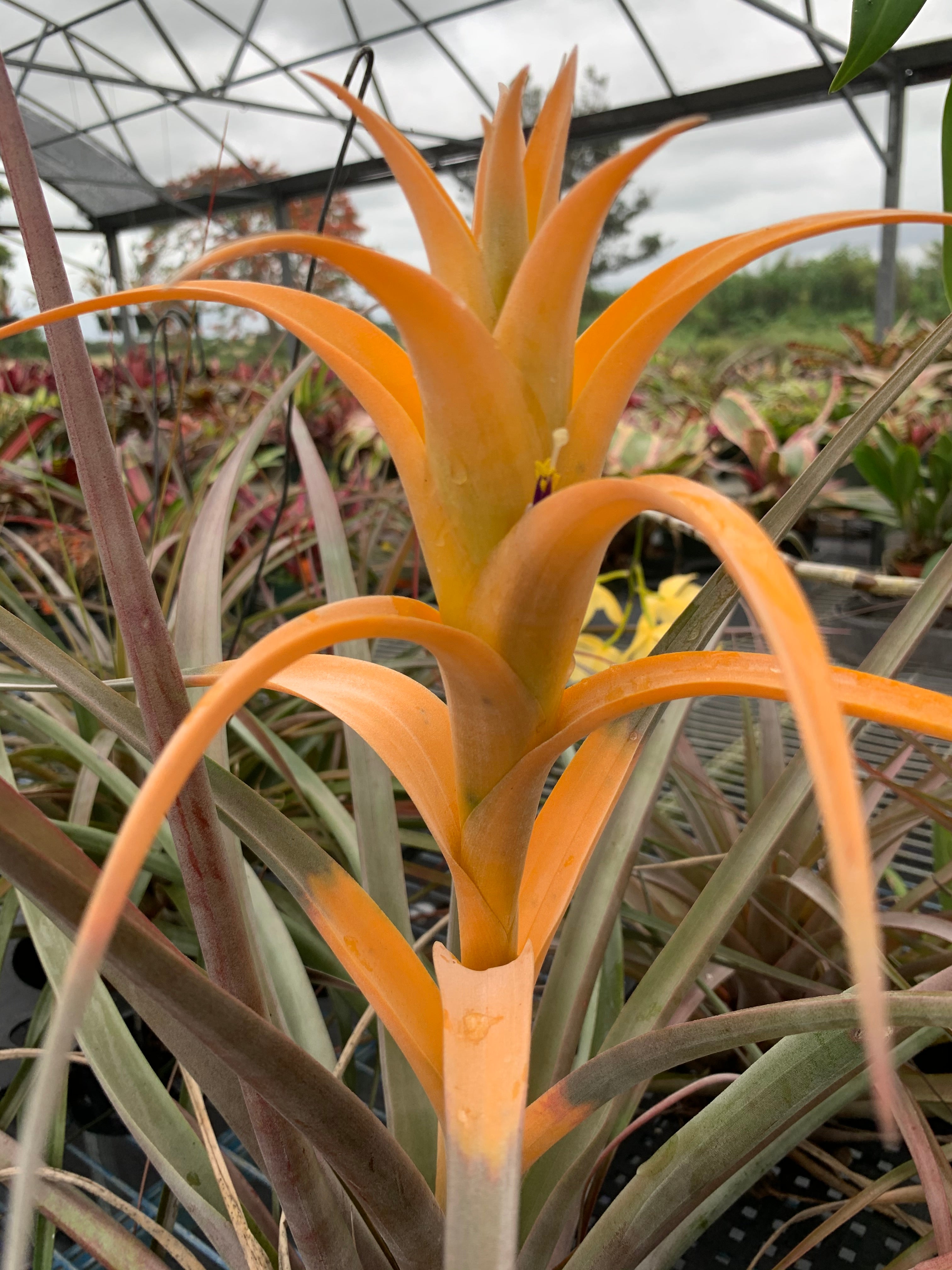Tillandsia Capitata Gator