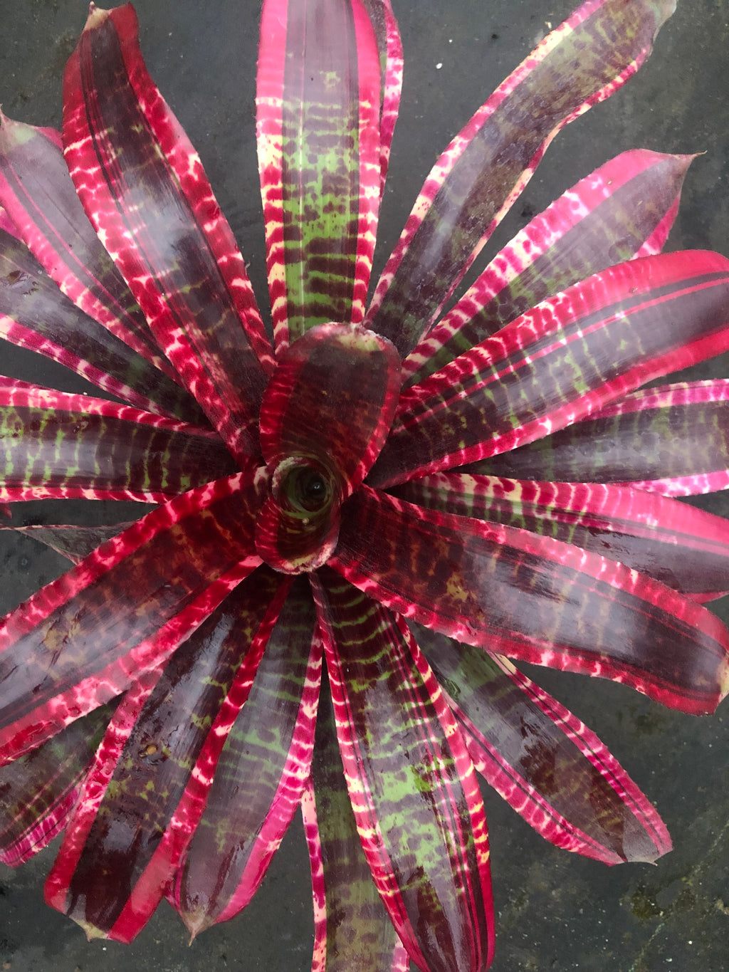 Neoregelia Holy Grail