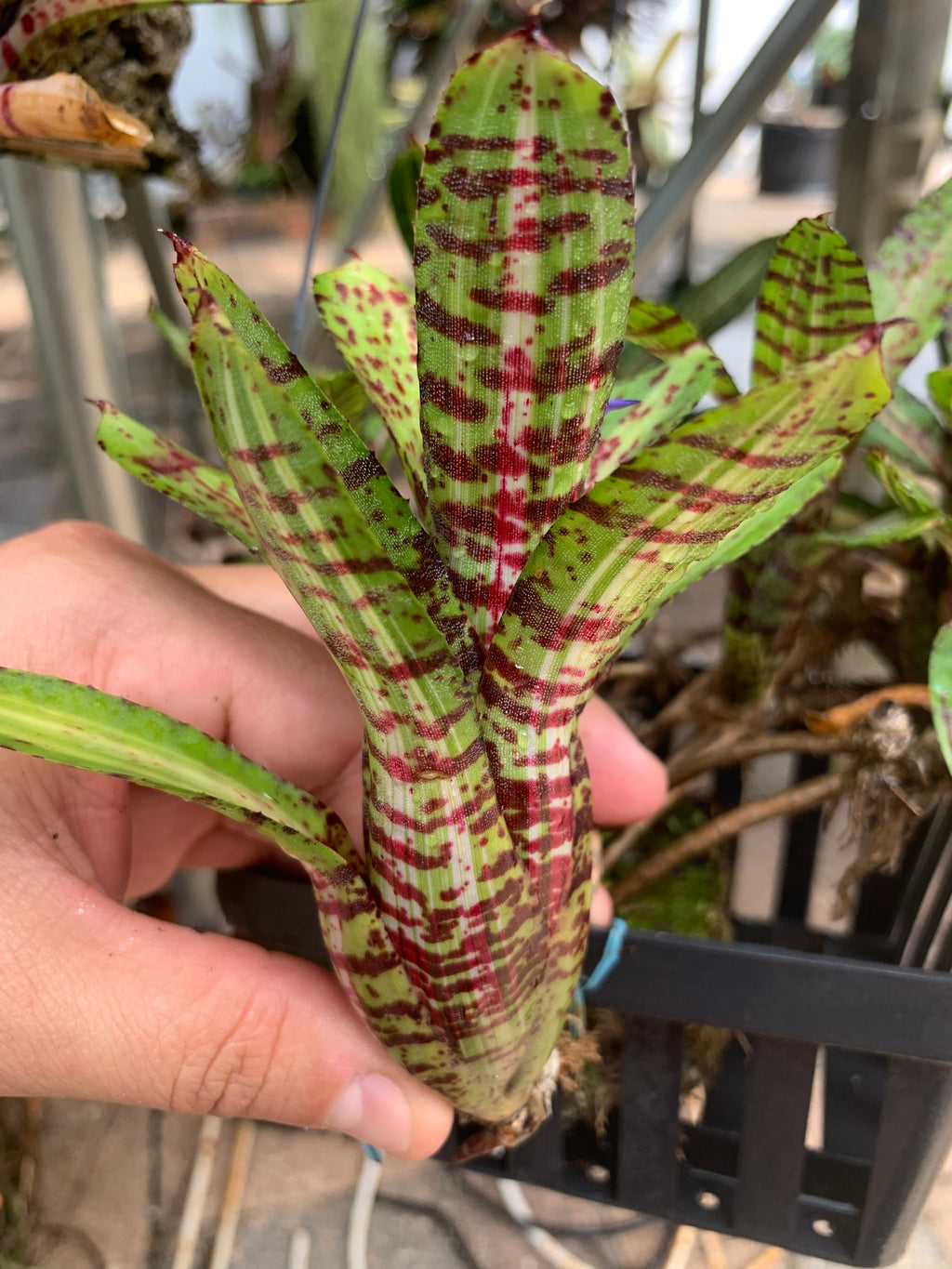 Neoregelia Gremlin “Skotak”