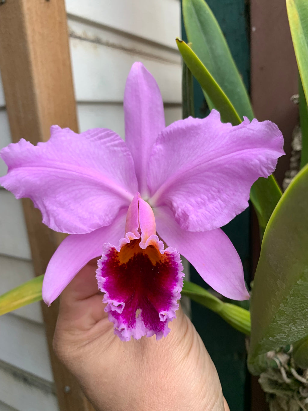 Cattleya Peregrine (Lueddemanniana x Percivaliana) RARE !!