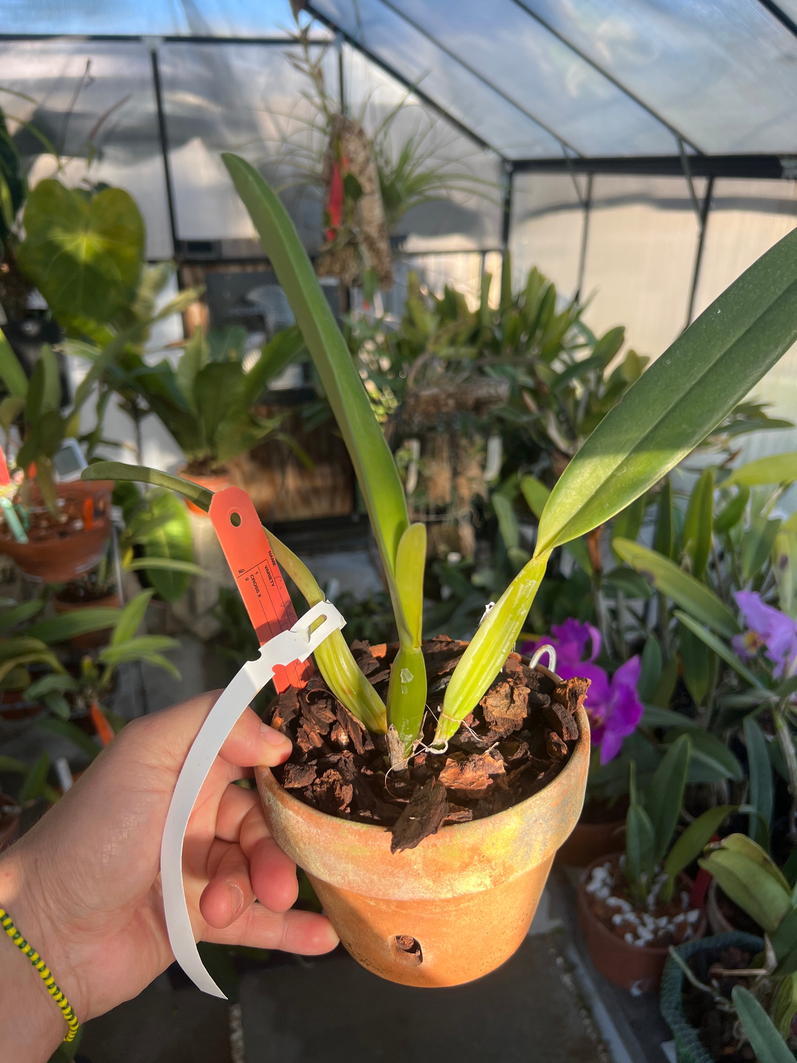 Cattleya Percivaliana Coerulea