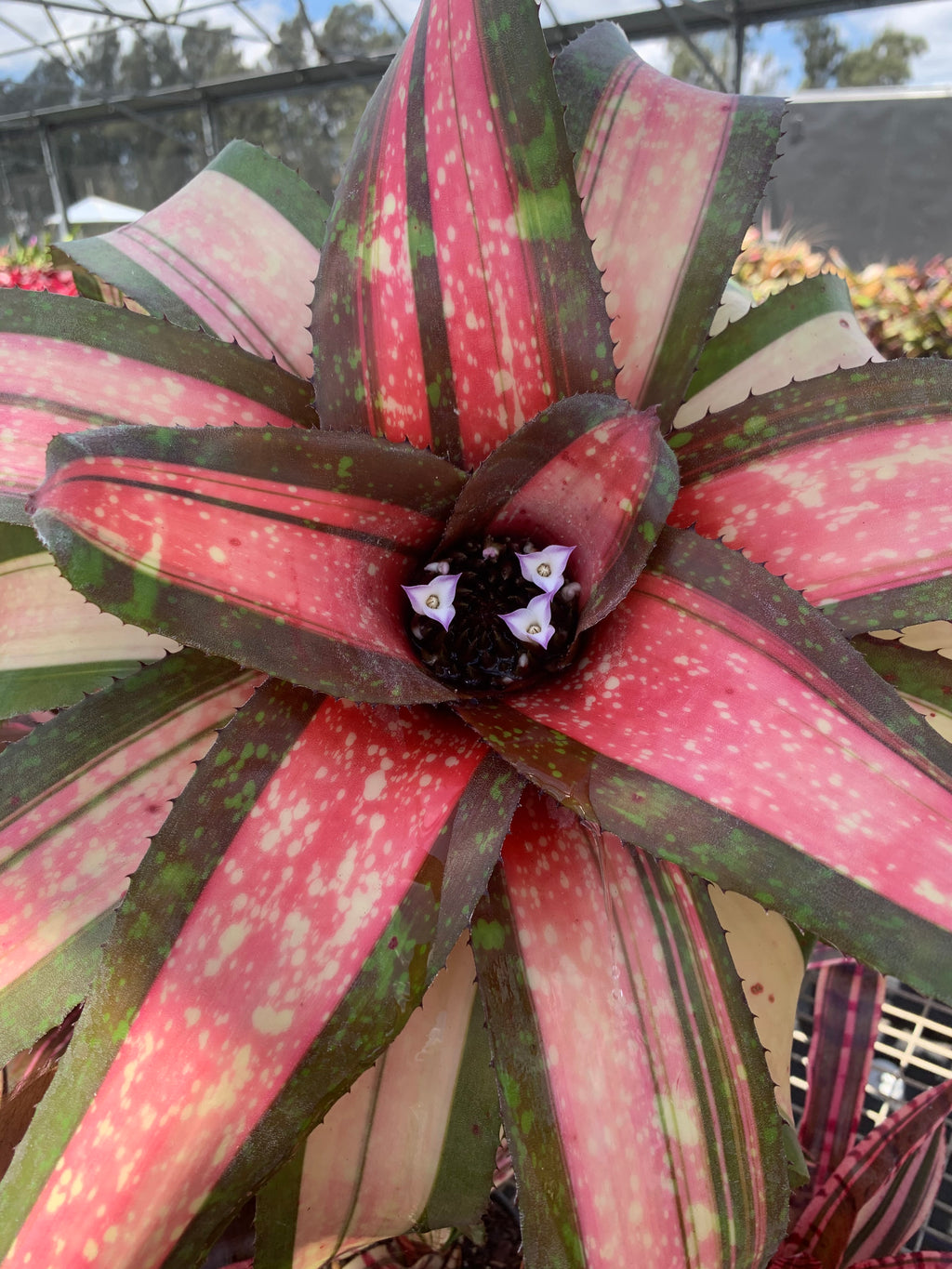 Neoregelia Speed Demon "Skotak"