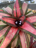Neoregelia Speed Demon "Skotak"