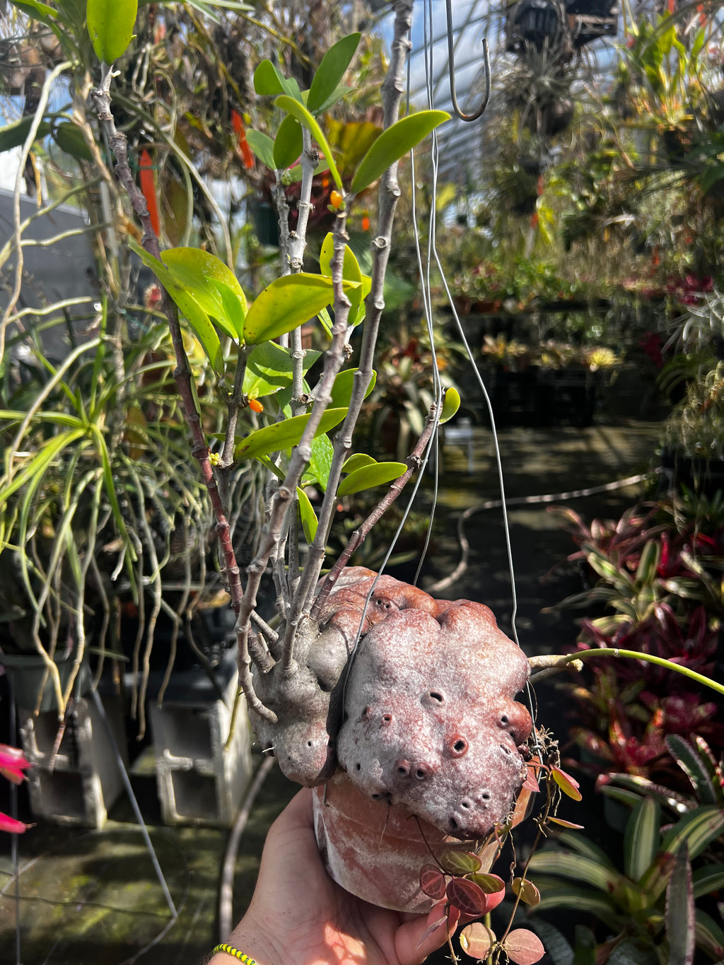 Hydnophytum Moselyanum “Ant Plant”