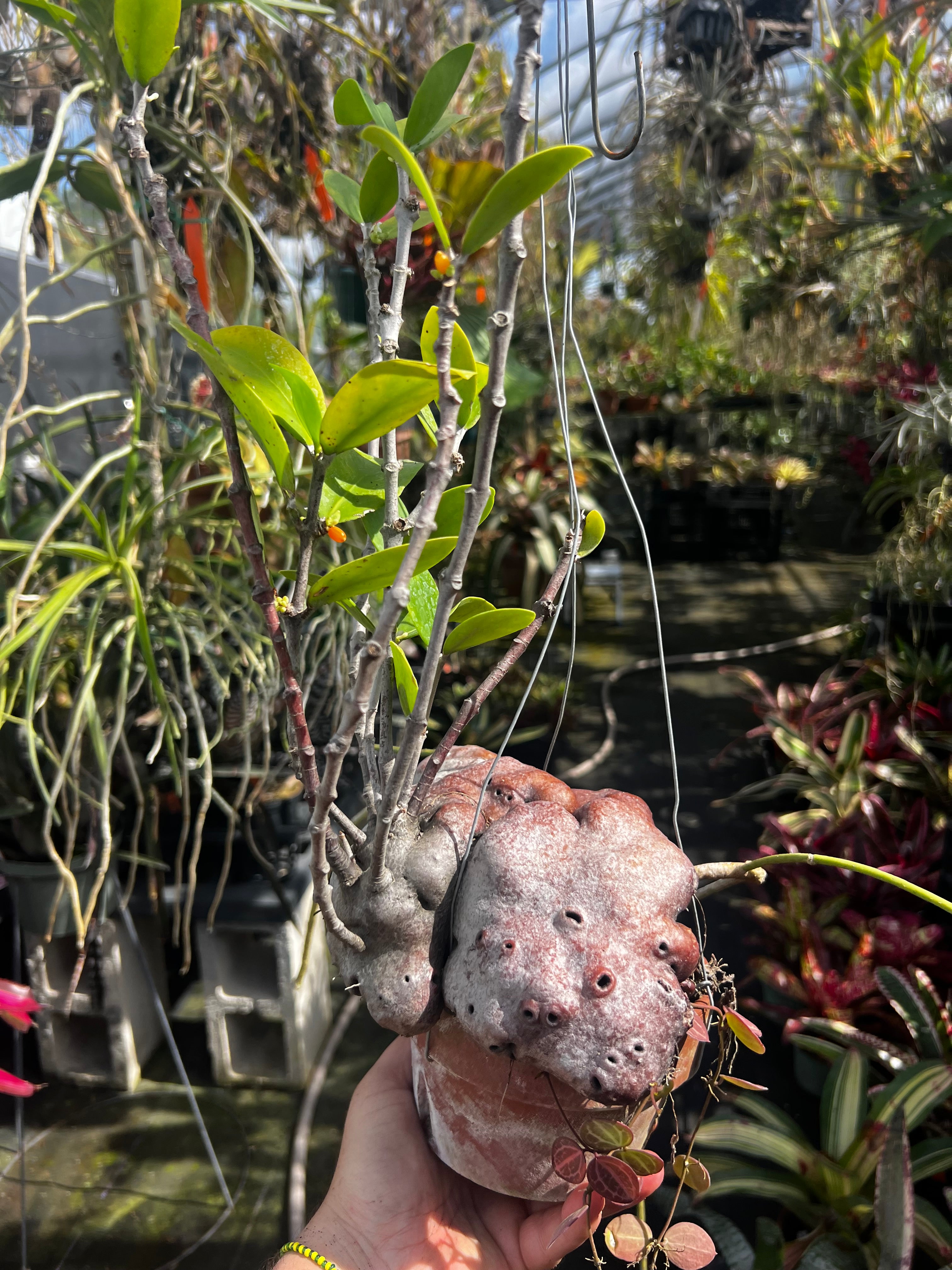 Hydnophytum Moselyanum “Ant Plant”